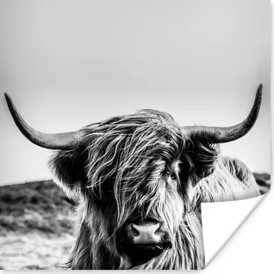 Produktbild von MuchoWow® Poster Kuh - Schottischer Hochländer - Schwarz - Weiß - Tier - Natur - Wildtiere 30x30 cm - Wandposter - Printing