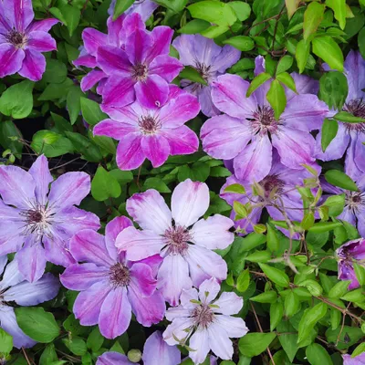 Produktbild von Clematis Baltyk 2L