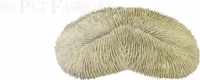 Image de Herpolitha limax Koralle