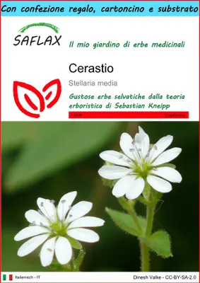 Immagine prodotto di SAFLAX Set regalo - Cerastio - 1000 semi - Stellaria
