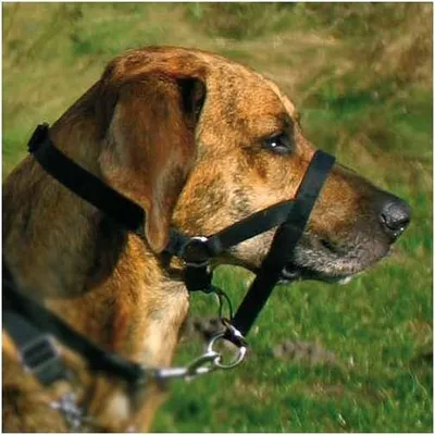Immagine prodotto di Imbracatura da addestramento Trixie Top Trainer max. 37 cm