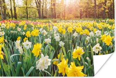 Produktbild von MuchoWow® Poster Narzisse - Farben - Frühling 120x80 cm - Bilder