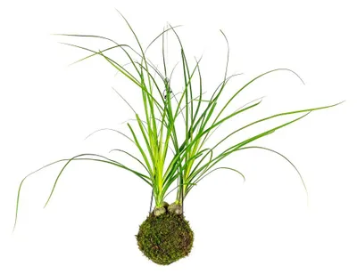 Obrázok produktu pre Gardners Kokedama Nolina (L)