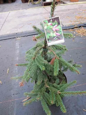 Produktbild von Picea abies Acrocona - Zapfenfichte - 30-40 cm