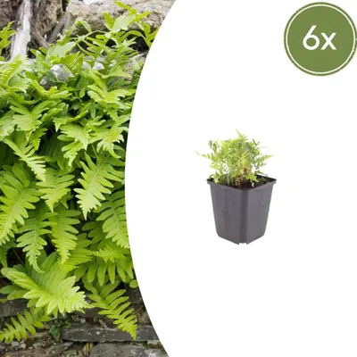Image de Polypodium vulgare | 6 pièces - 10-25cm - Ø9cm - Plante de jardin