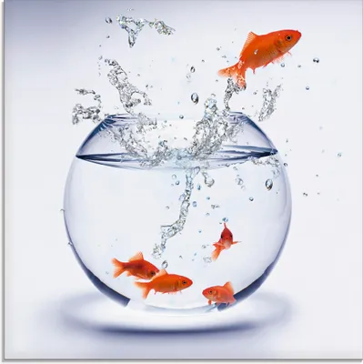 Produktbild von ARTland Glasbild Goldfischaquarium Größe: 50x50 cm