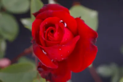 Produktbild von Edelrose - Rosa Ruby Wedding® - Teehybride & Moderne Rose - rubinrot - Duft+ - Gregory-rose
