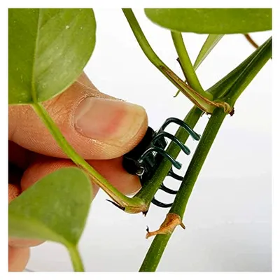 Produktbild von 100 Stück Pflanzenstützen Clips für den Garten aus Kunststoff