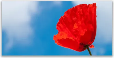 Produktbild von Tulup Leinwand-Bilder 140x70 Wandbild Canvas Kunstdruck Tulpe Pflanzen