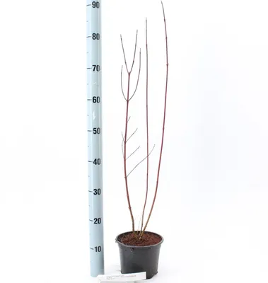 Image de Cornus alba 'Elegantissima' - Cornouiller | 40-60 cm en pot