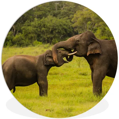 Produktbild von MuchoWow® Rundes Wandbild - Runde Bilder Elefant - Gras - Tiere - Grün Ø 60 cm Kreis Wanddekoration Kunststoff - Wandkreis - Wandschmuck - Wand Kreis - Das Schlafzimmer - Die Bilder - Wandmalerei - Kunst für das Haus - das Plastik