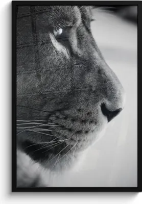 Produktbild von MuchoWow® MuchoWow® Gerahmtes Poster Tierprofil Löwe in schwarz und weiß 60x90 cm - Poster mit zchwarzem Bilderrahmen - Kunst