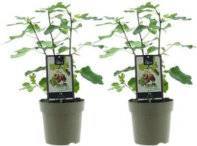 Image de Ficus Precose De Dalmation, lot de 2 figuiers, Ø 15 cm, hauteur 40 cm, faciles d'entretien, décoratifs