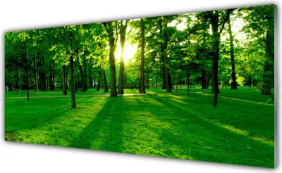 Produktbild von Glasbilder 125x50 Wandbild Druck auf Glas Wald Natur