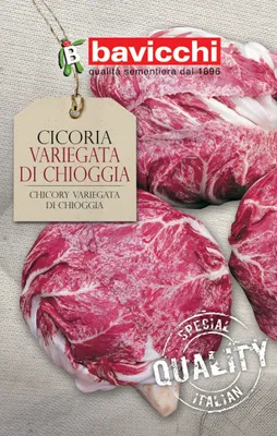 Image de Chicorée Variegata di Chioggia. Graines italiennes originales Bavicchi. 10 g