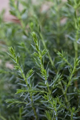 Produktbild von Juniperus communis 'Arnold', Wacholder, 40–50 cm