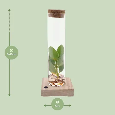 Image de Clusia dans un bocal en verre avec LED - Ø5cm - Ø10cm - culture hydroponique