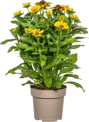 Produktbild von Rudbeckia Summerina Ø19cm - ↕45 - 60cm