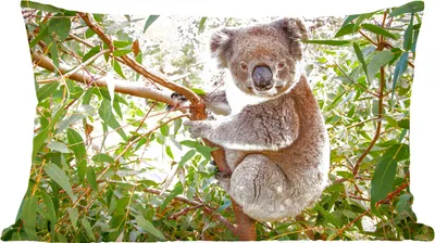 Produktbild von MuchoWow® Zierkissen Sofakissen Wohnzimmer Dekokissen 50x30 cm Koala - Blätter - Kinder - Jungen - Mädchen - Wohnzimmerdekoration - Polster mit Photo