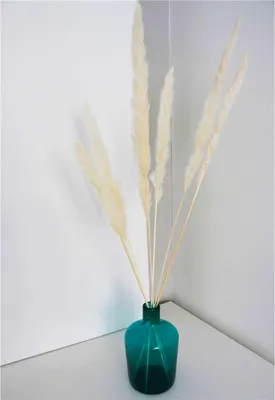 Obrázok produktu pre Okrasná tráva Pampa Cortaderia Selloana malá