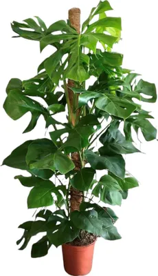 Obrázek produktu pro Trendyplants - Monstera Deliciosa - Pokojová rostlina - Výška 140-160 cm - Velikost květináče Ø27cm