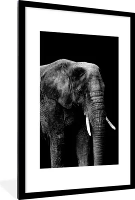 Produktbild von MuchoWow® Gerahmtes Poster Elefant mit vor schwarzem Hintergrund - schwarz und weiß 60x90 cm - Poster mit Schwarzem Bilderrahmen Wandposter Rahmen Foto Bilder - Dekoration - Wandposter Wohnzimmer - Hochwertig