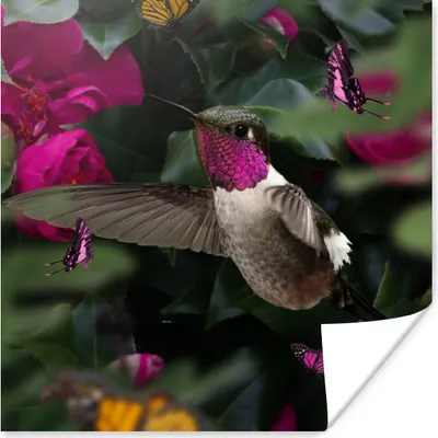 Produktbild von MuchoWow® Poster Kolibri - Rosa - Schmetterlinge 75x75 cm - Wand Dekoration