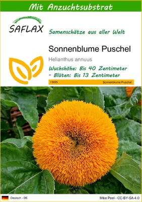 Produktbild von SAFLAX - Sonnenblume Puschel - 40 Samen - Mit keimfreiem Anzuchtsubstrat - Helianthus annuus