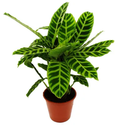 Produktbild von Streifenpflanze XXL – Calathea zebrina – Zebrapflanze – 19-cm-Topf – Höhe ca. 70–80 cm