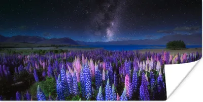 Produktbild von MuchoWow® Poster Blumen - Nacht - Lupine - Sternenhimmel - Lila - Natur 160x80 cm - Foto Poster