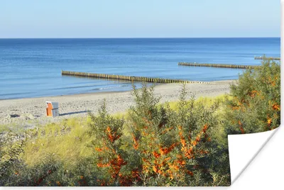 Produktbild von MuchoWow® Poster Ostsee - Strand - Bäume 180x120 cm - Fotoplakat