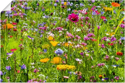 Produktbild von ARTland Poster Bunte Blumenwiese Größe: 120x80 cm