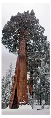 Produktbild von 50 Samen des Riesenmammutbaums - Sequoiadendron giganteum