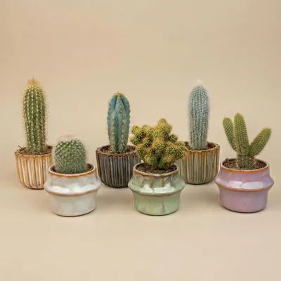 Produktbild von Kaktus Set 6 Stück Barcelona im Keramik Mini Topf Geschenkset 8-16cm Ø7,2cm