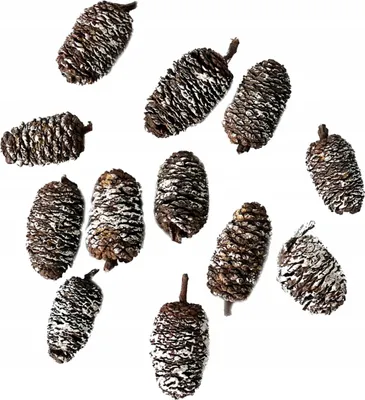 Zdjęcie produktu dla Mini Szyszki, 12 Szt., Bielone