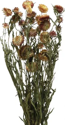 Produktbild von Strohblume Trockenblume Gelb Rot Helichrysum 50cm 60g Deko Herbst