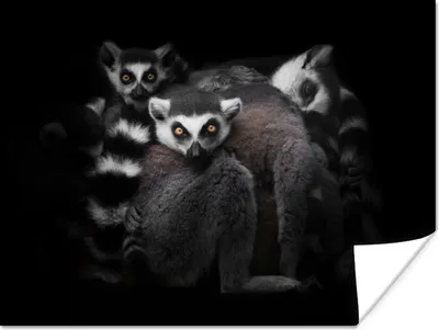 Produktbild von MuchoWow® Poster Tiere - Lemur - Schwarz - Weiß - Porträt 120x90 cm - Wandbild
