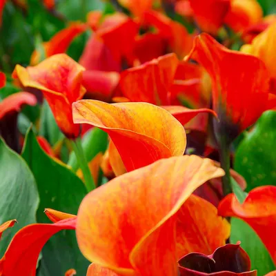 Productafbeelding van Callaliliebellenbollen, winterhard en meerjarig - Zantedeschia Orange Passion (oranje) - 5 grote bloembollen - Echte planten uit Nederland - geschikt voor tuin en pot (geen zaden, niet kunstmatig)