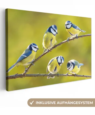 Obrázek produktu pro OneMillionCanvasses® - Plátno nástěnné umění - Pták - Sýkora modřinka - Větve - Slunce, nástěnná malba, nástěnné dekorace obrazy obývací pokoj, 120x80cm