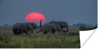 Produktbild von MuchoWow® Poster Elefanten bei Sonnenuntergang 40x20 cm - Poster für die Wand - Poster Schlafzimmer