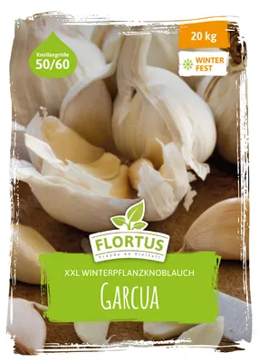 Artikelbild 3 von 'XXL Winterpflanzknoblauch Garcua' aus der Kategorie Winterpflanzknoblauch