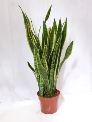 Produktbild von [Palmenlager] XL Sansevieria "laurentii" 80 cm - Pot 21 cm Ø - Bogenhanf - Schwiegermutterzunge / Zimmerpflanze
