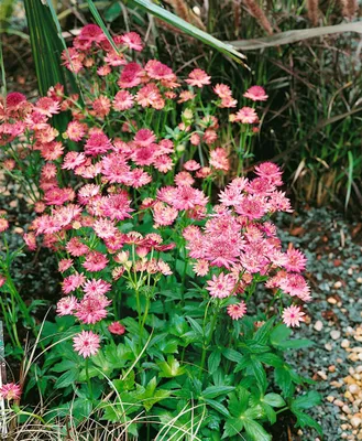 Produktbild von Große Sterndolde Roma, im Topf - Astrantia major