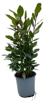 Produktbild von Laurus nobilis - 25-35cm - Ø14cm - Gartenpflanze