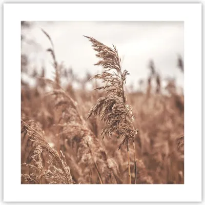 Produktbild von Poster - Poster ohne Rahmen - Zuckerrohr Wiese Boho - 40x40 cm - Wand Bild - Wanddeko - Wandbilder - Kunstposter - Wandposter - Bilder - Kunstdruck - Wanddekoration - Wandbild - P2XAC40x40-4709