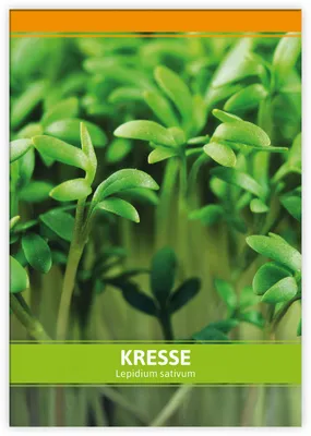 Produktbild von Einfache Kresse | Kressesamen von FLORTUS