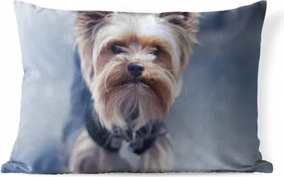 Produktbild von MuchoWow® Outdoor Kissen - Nahaufnahme eines Yorkshire Terriers - 60x40 cm - Wetterfest - Lounge Kissen - Zierkissen - Kissen für Innenräume