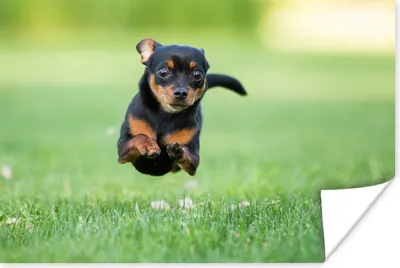 Produktbild von MuchoWow® Poster Ein Chihuahua hüpft durchs Gras 60x40 cm - Schlafzimmerdekoration