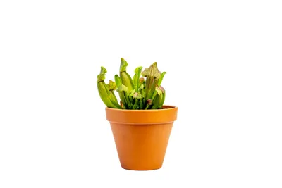 Obrázok produktu pre Gardners Sarracenia mix, priemer 12 cm