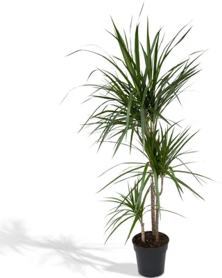 Immagine prodotto di Meergroothandel Dracaena Marginata - 115 cm, Ø 21 cm